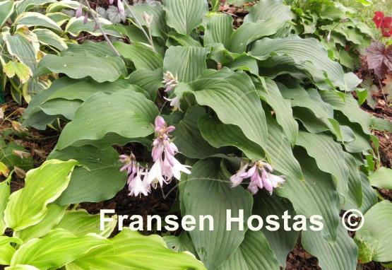 Hosta Atomic Elvis